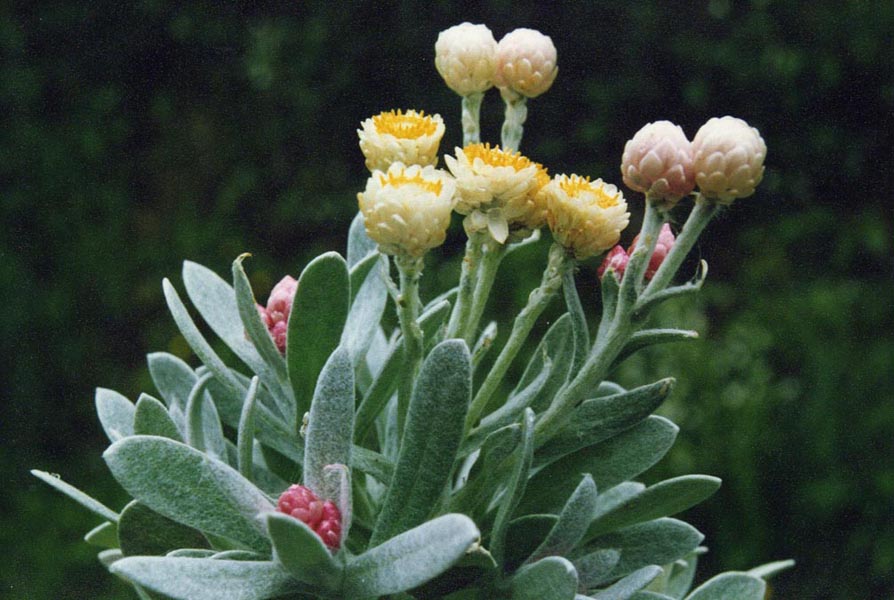 Helichrysum sithorpii photo